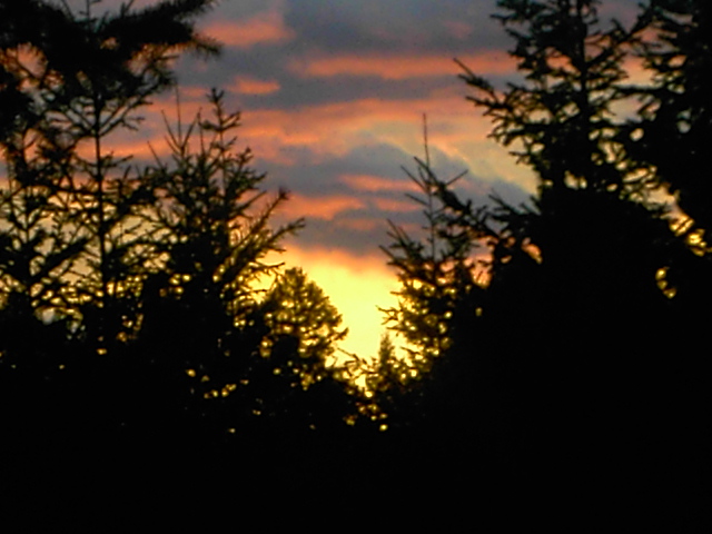 Shelton, WA: As the sun is going down in Shelton Wa