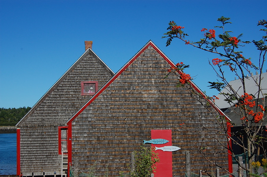 Lubec, ME CAT IN WINDOW WITH MOUNTAIN ASH TREE BERRIES IN LUBEC
