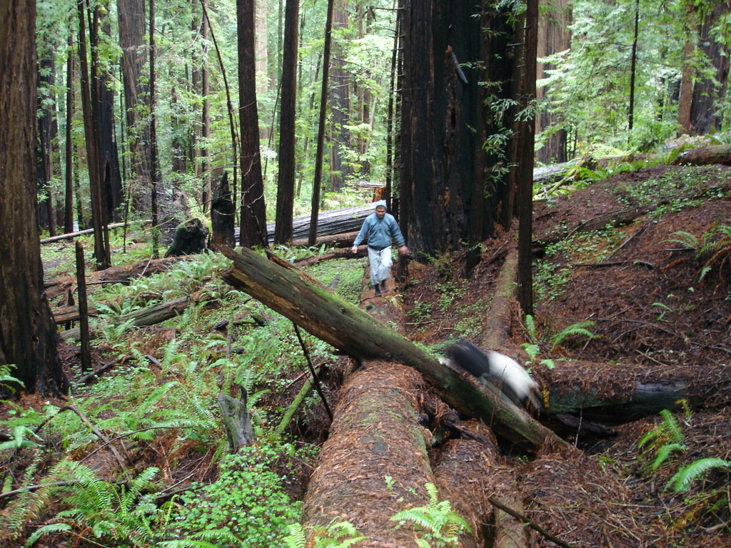 McKinleyville, CA: the woods