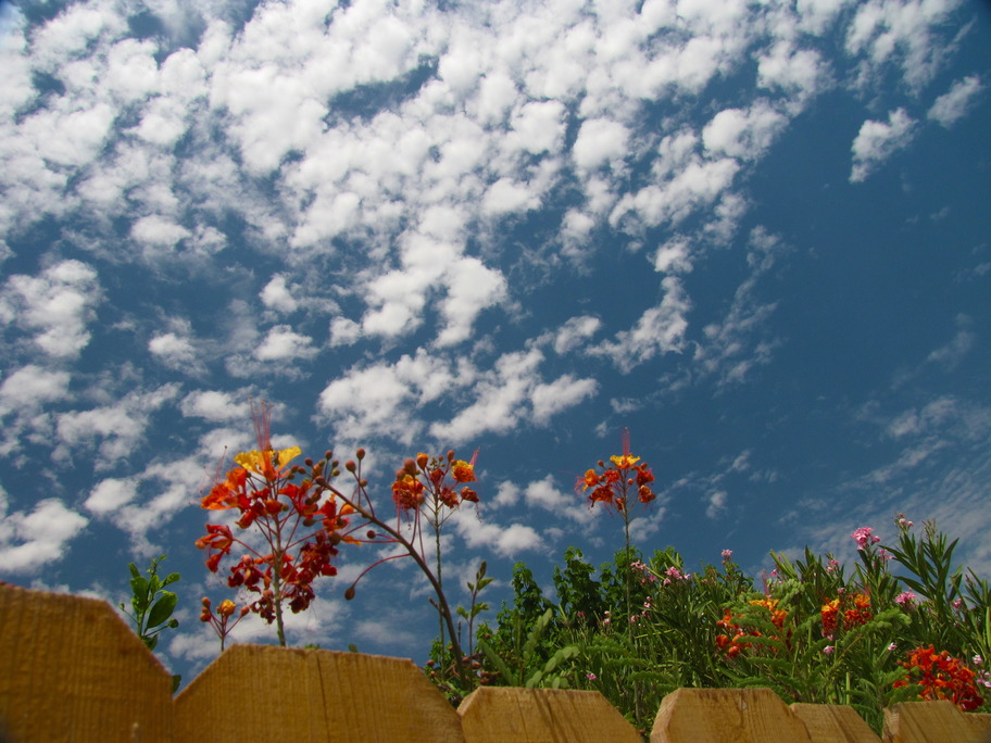 El Centro, CA: Birds of Paradise and Popcorn Clouds in an El Centro backyard