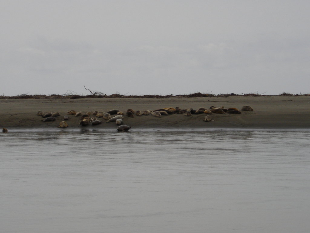 McKinleyville, CA the seals photo, picture, image (California) at