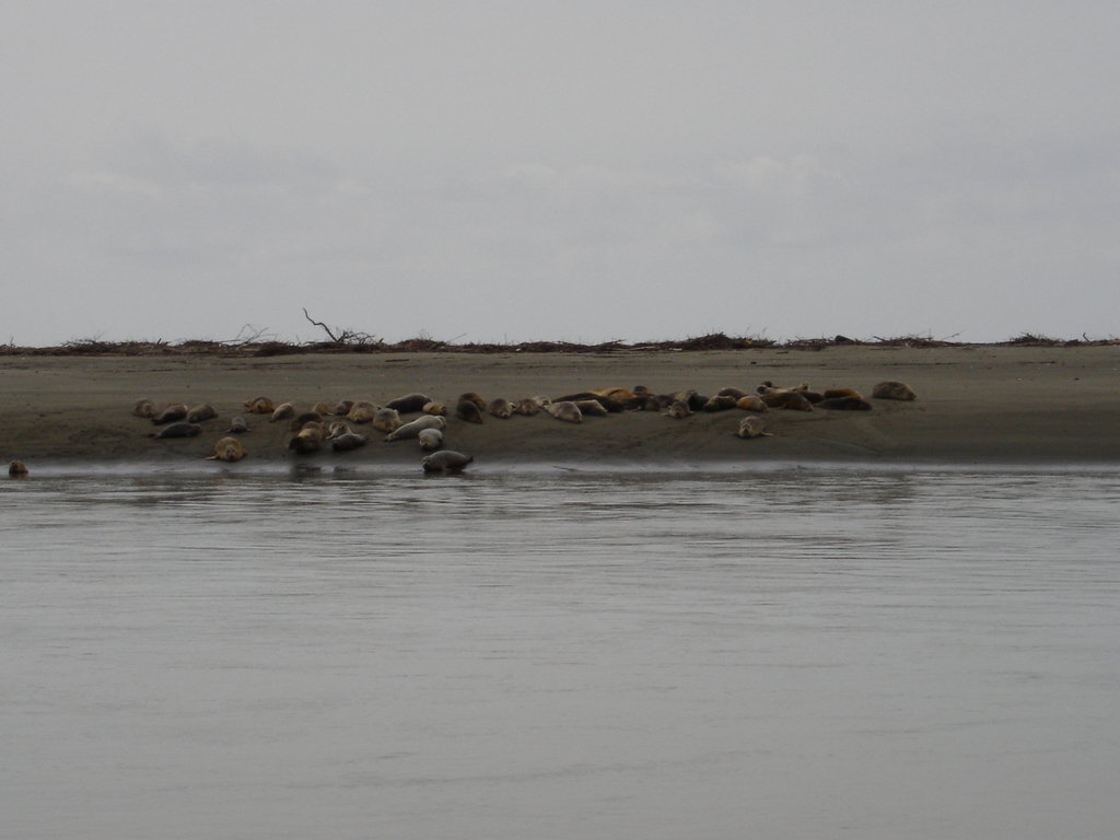 McKinleyville, CA: the seals