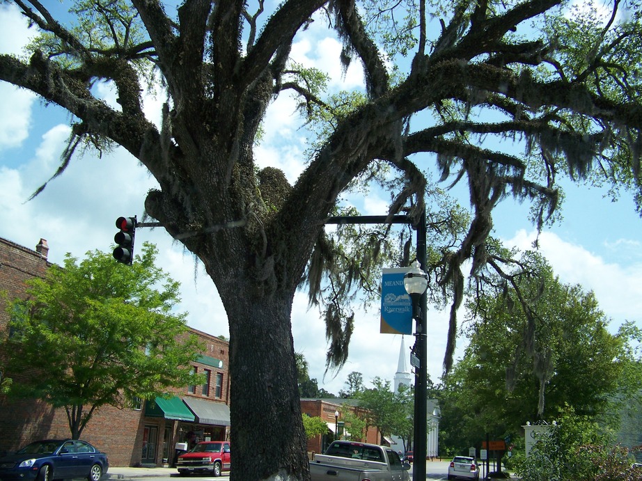 Conway, SC: The most beautiful trees in the world!