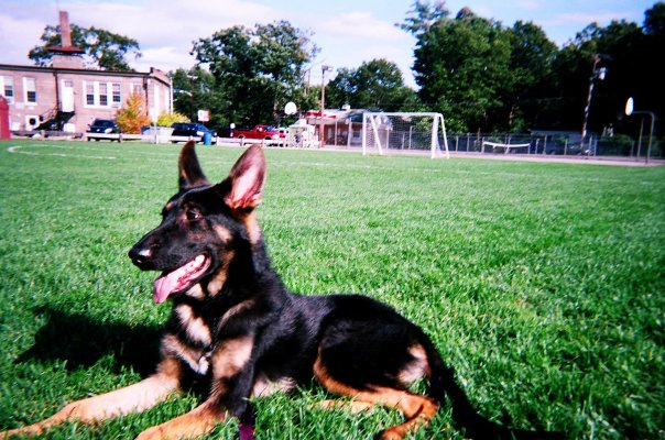 Westford, MA: Puppy in the Nabnassett Field.