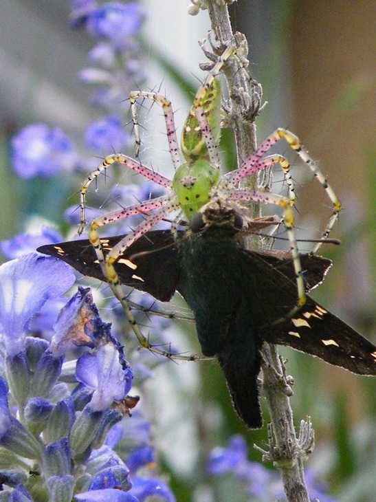 North Port, FL: Green Spider with Moth