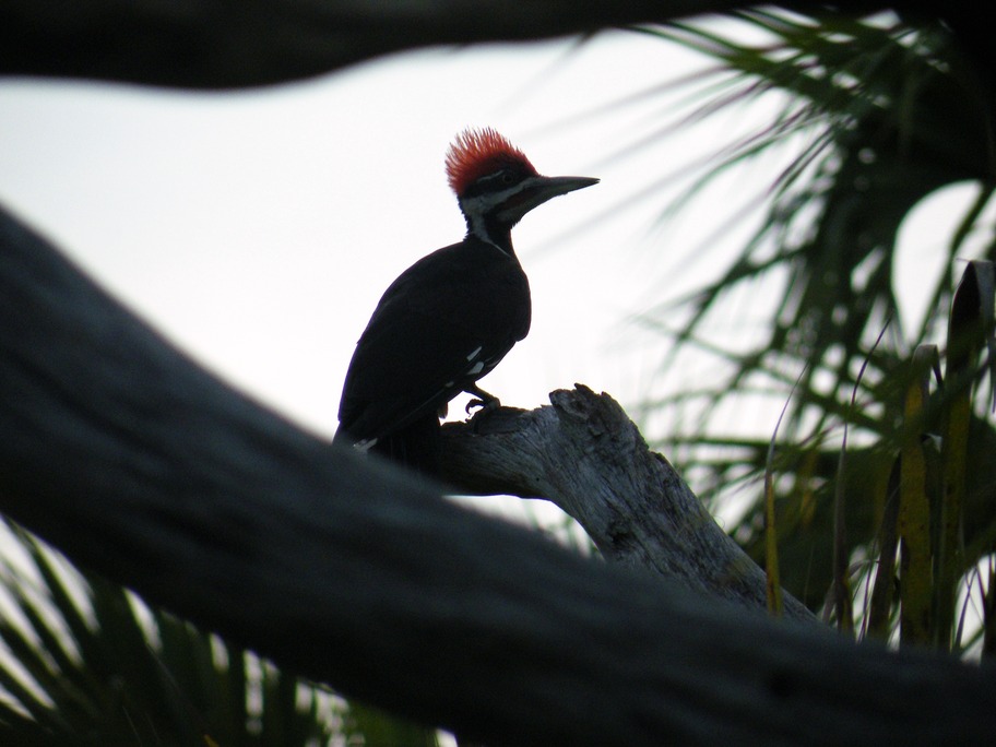 North Port, FL: Pileated Woodpecker