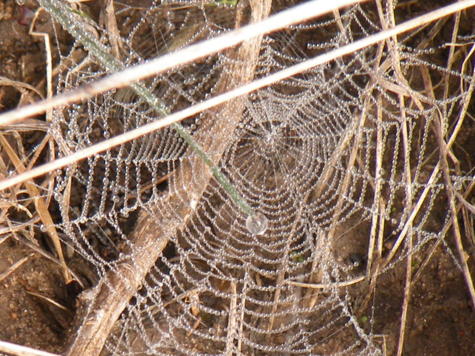 Marble Falls, TX: Adventure Hunt with my Grandsons at Marble Falls we found a great spider web.