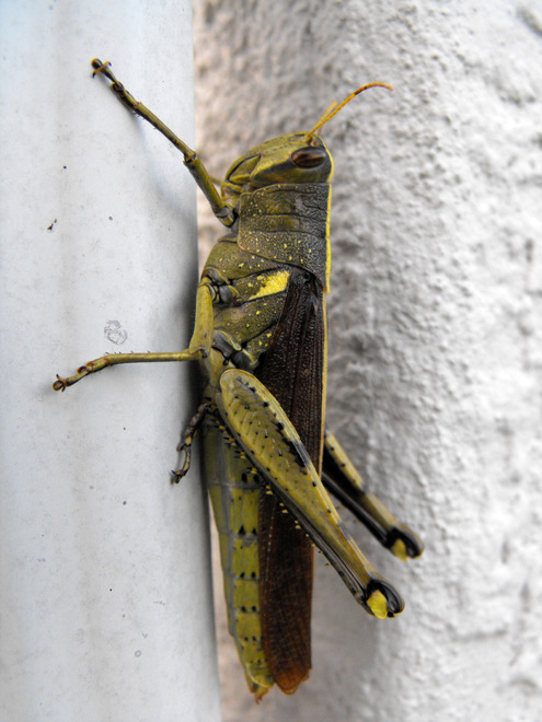 North Port, FL: Grasshopper
