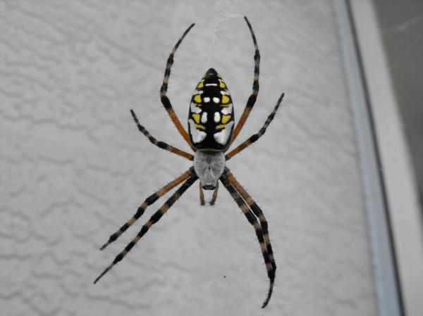 North Port, FL: Spider
