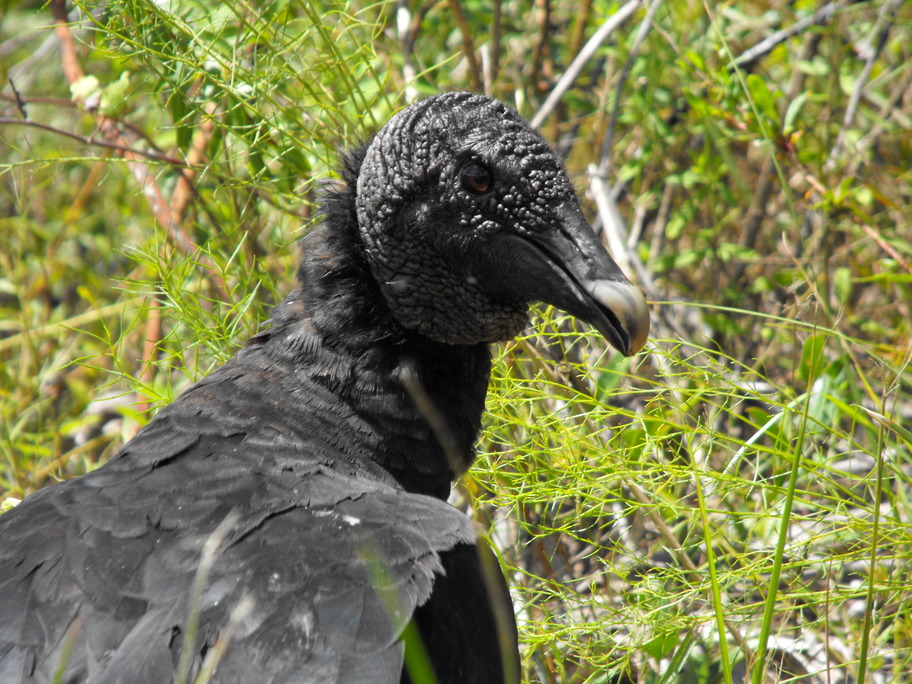 North Port, FL: Vulture