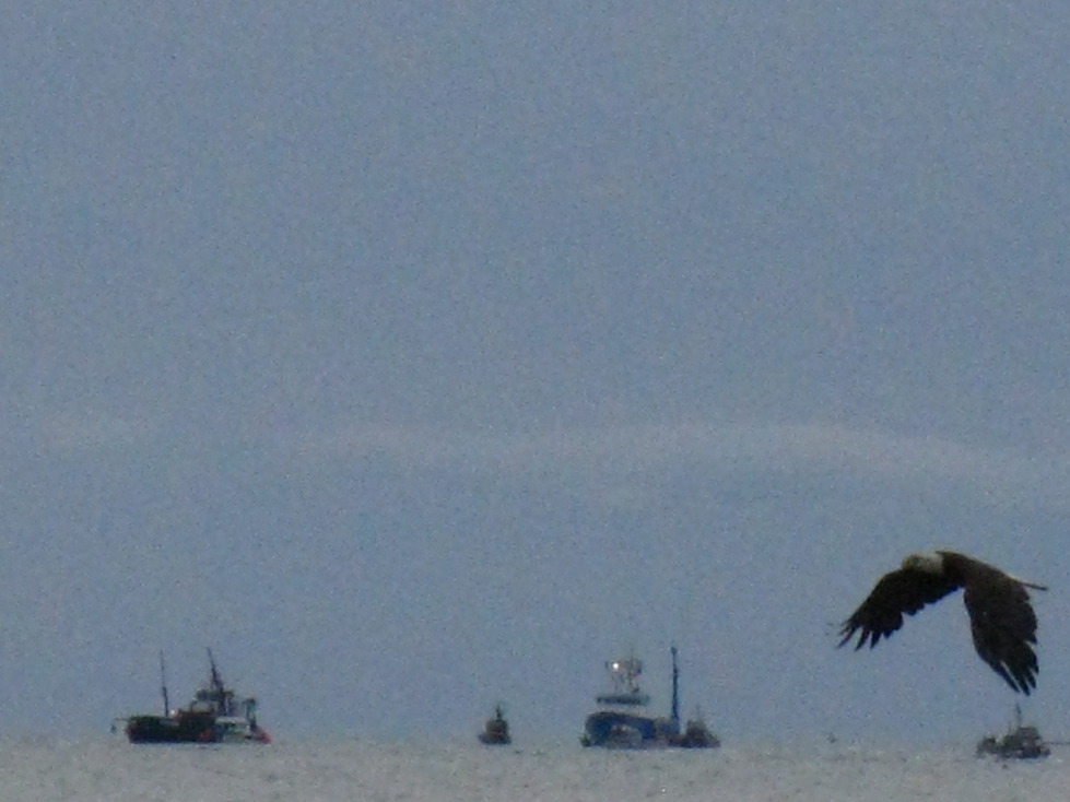 Pilot Point, AK Summertime Eagle photo, picture, image (Alaska) at