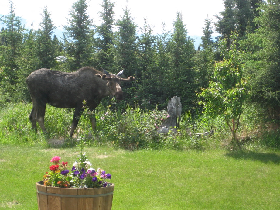 Anchorage, AK: The moose is in the lawn again!
