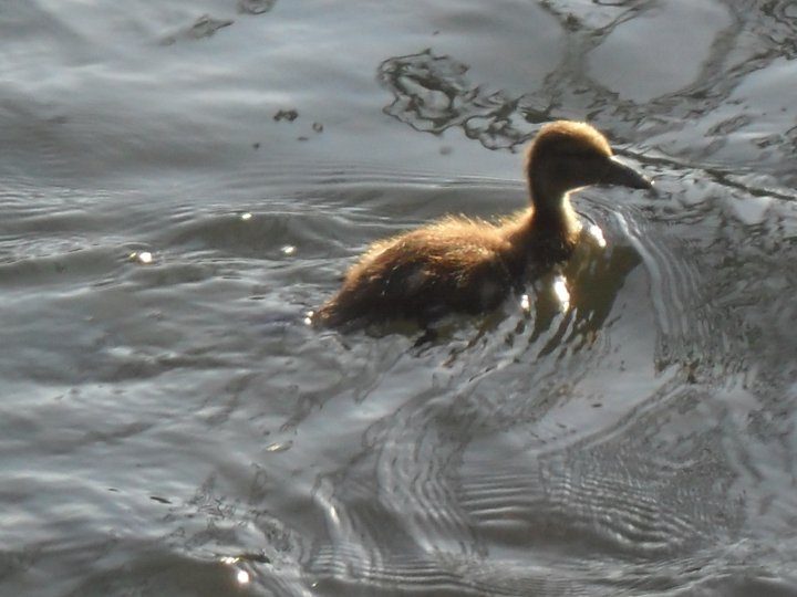 Beaver, PA: ducky at bradys run