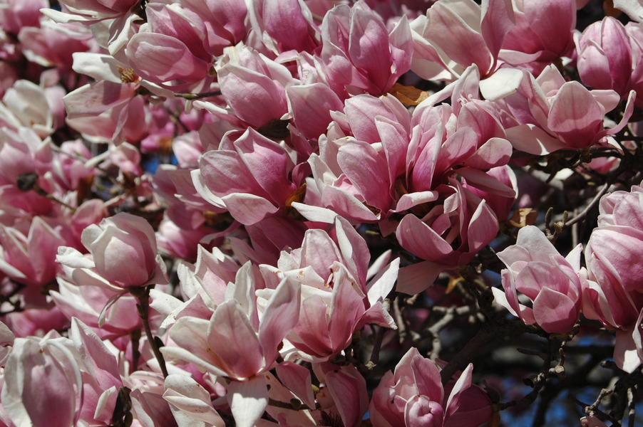 Leesburg, VA: Saucer Magnolias in Leesburg VA