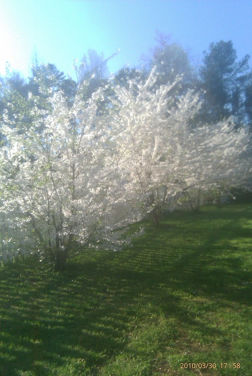 Siler City, NC: The Best of Spring: Blossoming Cherry Trees.