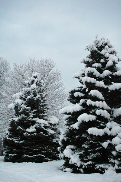 Leesburg, VA: Evergreens in the snow Leesburg 2010