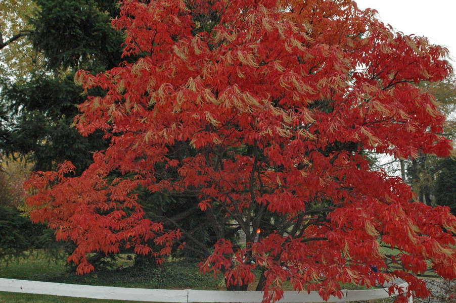 Leesburg, VA: Sourwood Tree in Fall in Leesburg