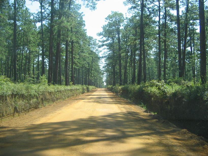 Thomasville, GA: Just another beautiful country back road