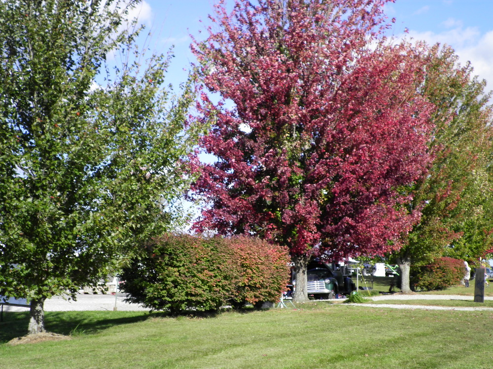 Lone Jack, MO Lone Jack Mum Fall Festival..... FALL! photo