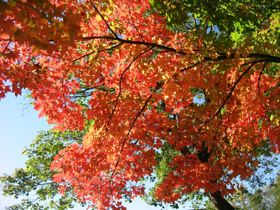 Missoula, MT: Brilliant fall colors in Missoula