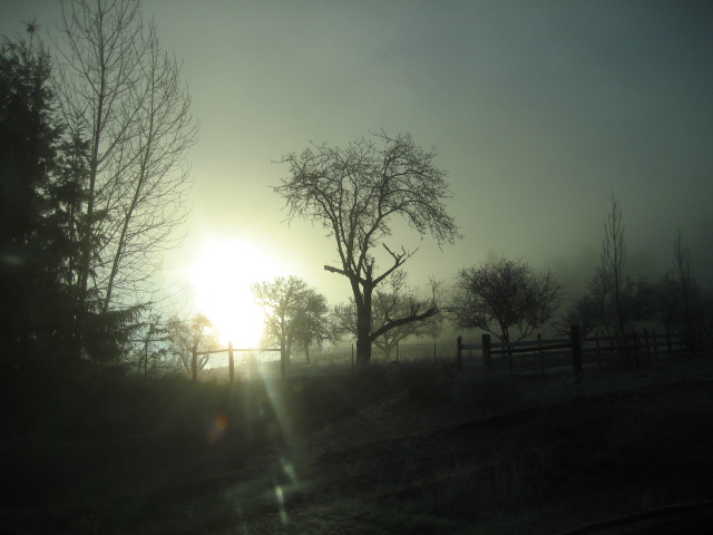 Scotts Mills, OR: morning light