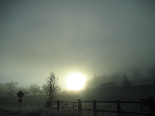 Scotts Mills, OR: fields in morning