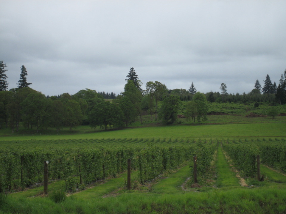 Silverton, OR: farm land