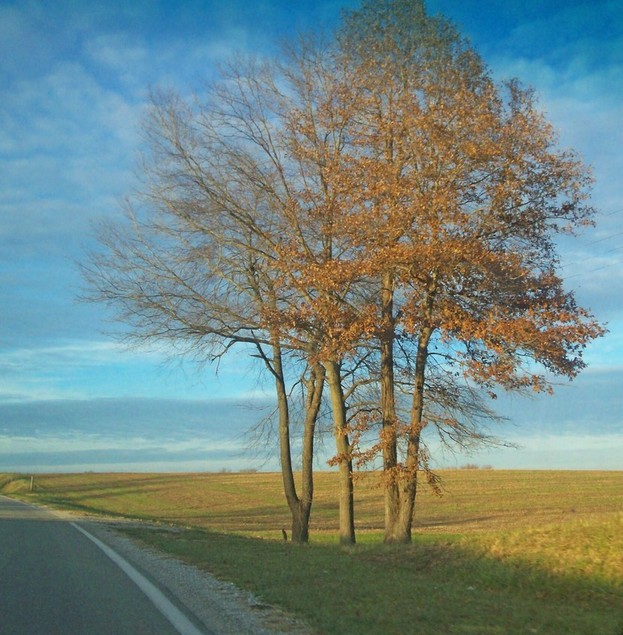 Smithton, IL: Smithton, IL. Lonely Road Tree