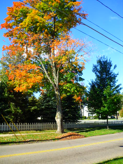 Medina, OH: Fall colors on 57 near intersection at Broadway.
