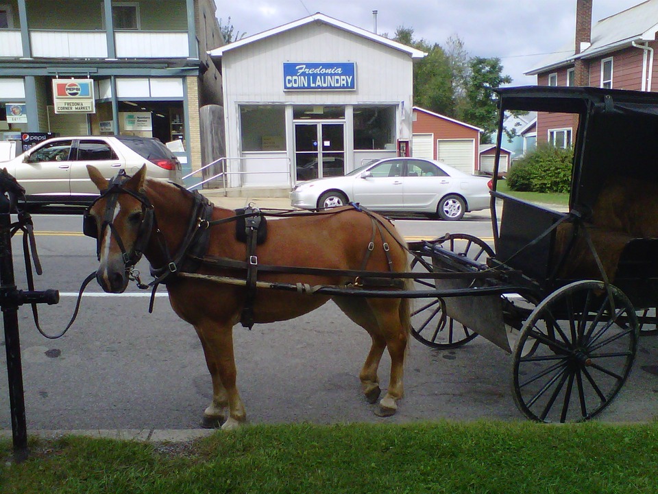 Fredonia, PA: Amish Carriage & Horse, Fredonia, PA