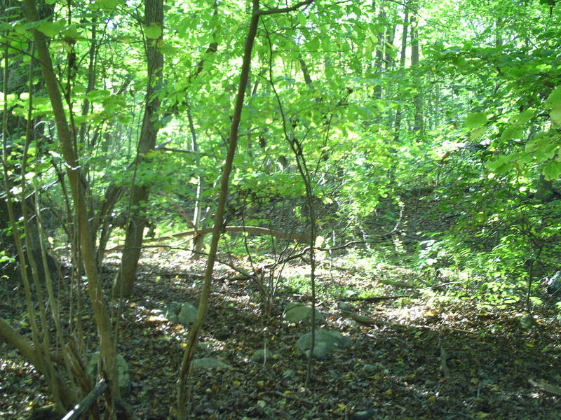 Mahopac, NY Woods in Mahopac, New York photo, picture, image (New