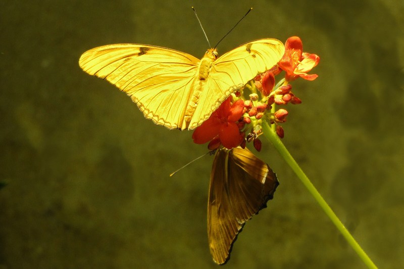 Las Vegas, NM: Butterfly Pavilion, Natural History Smithsonion Museum