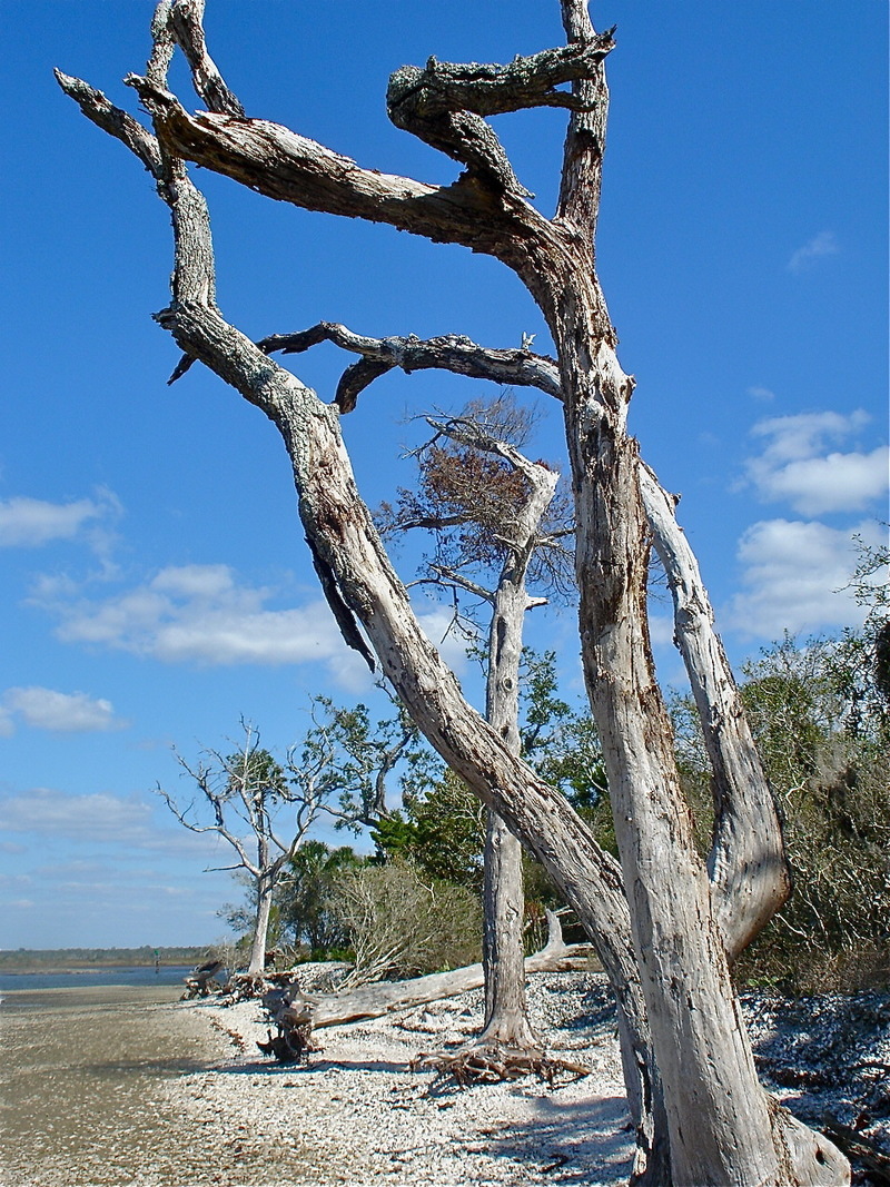 Crystal River, FL: Shell Island