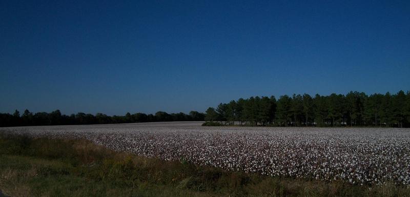 Sardis, GA: Cotton fields are in abundance!