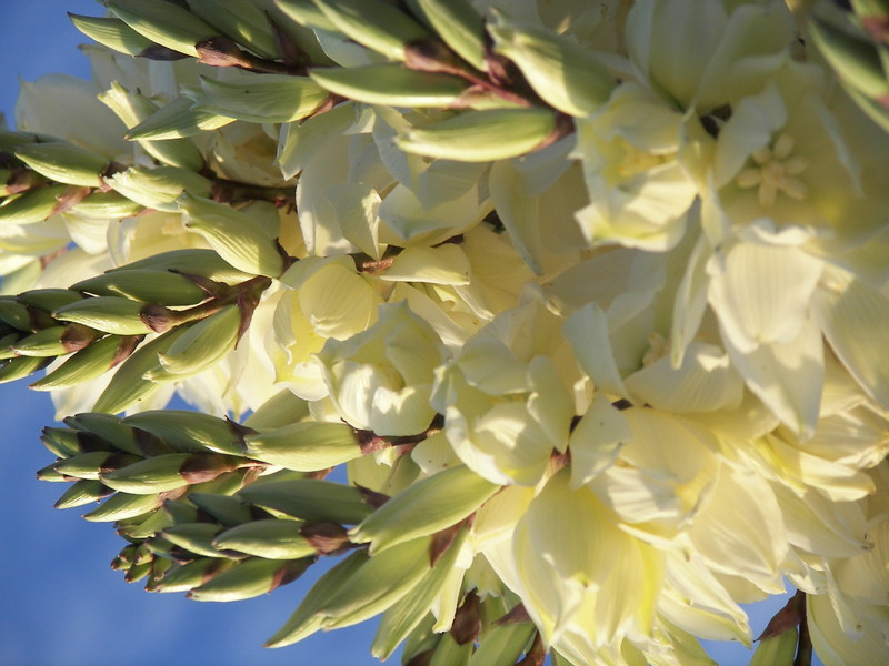 Mesquite, NV: flowering yucca