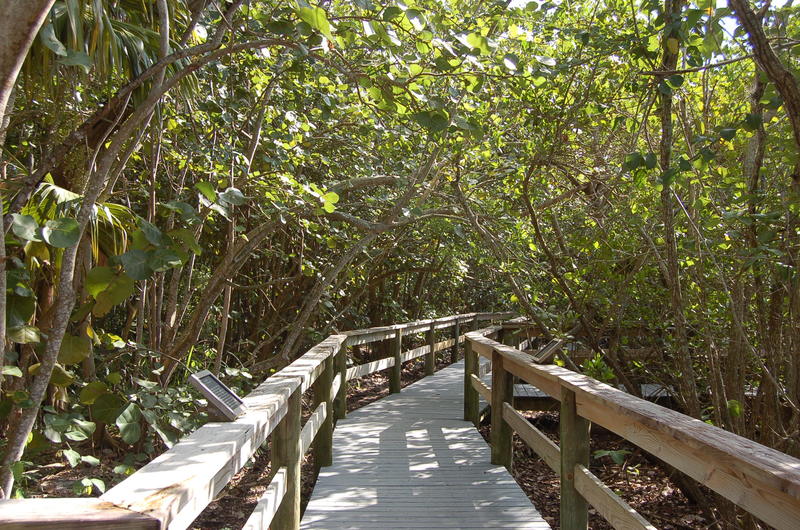 Sarasota, FL: Path at Marie Selby Gardens