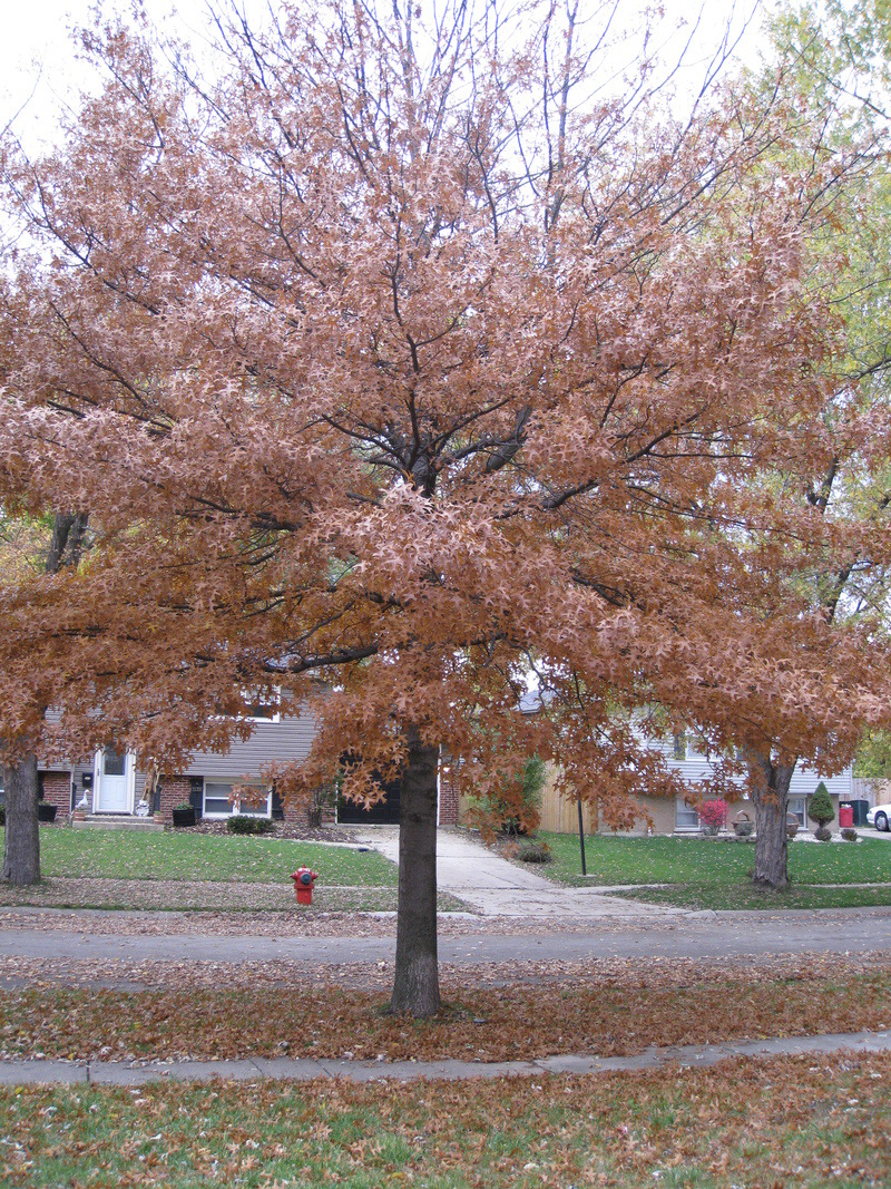 Oak Forest, IL: One of the many beautiful things to see on a street in Oak Forest!