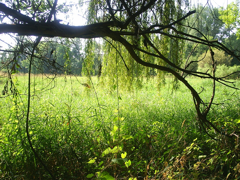 Hamilton, IN: This is one of the last prairie swamps in the world,. This view through the branches of a weeping willow tree is behind the lumber yard in Hamilton, Indiana