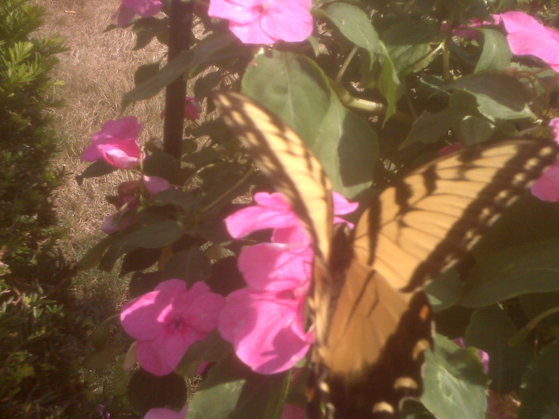 East Hampton, CT: Butterflies in East Hampton