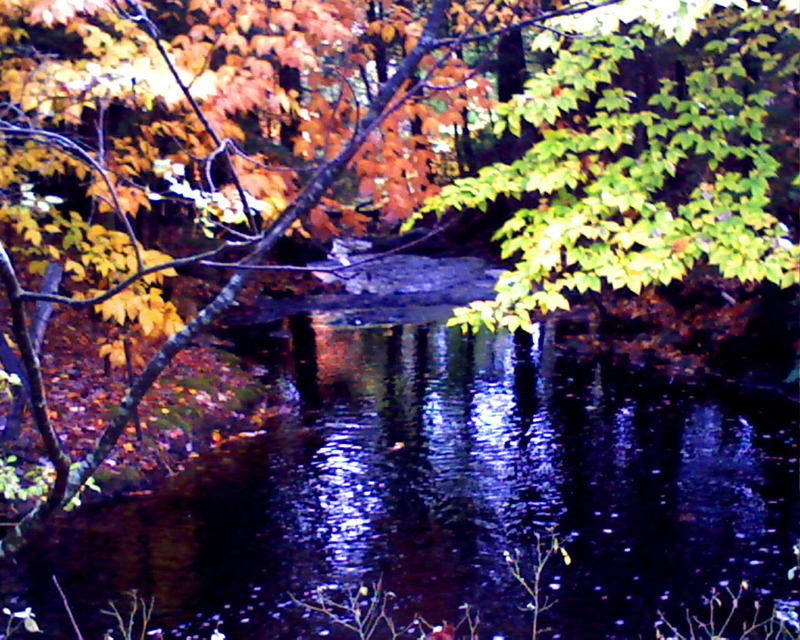 Gorham, ME: The brook along our property
