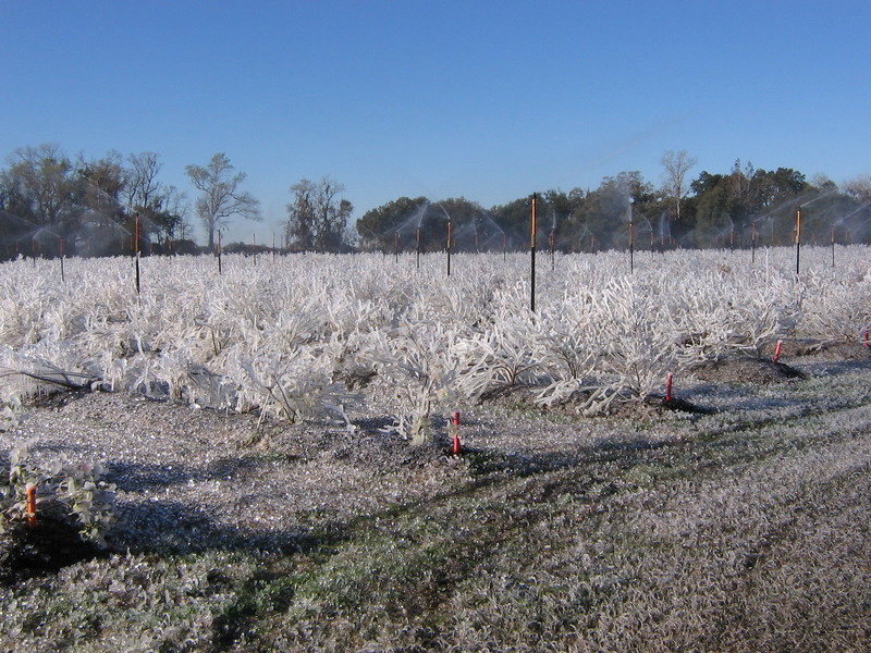 Center Hill, FL: ice on blueberry field at the Center Hill Berrry Patch