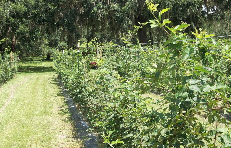 Center Hill, FL: Thornless blackberries for U Pick at the Center Hill Berry Patch