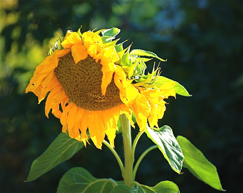 Hailey, ID: Sunflower in Hailey