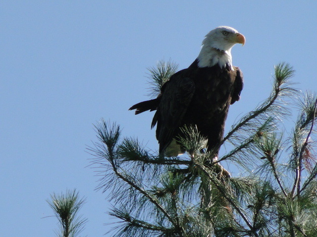 Atlanta, MI: Bald Eagle on Evergreen tree in Rush Lake Subdivision