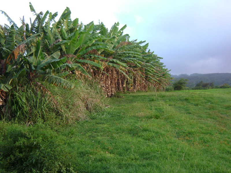 North Kohala, HI: Row of banana trees in North Kohala