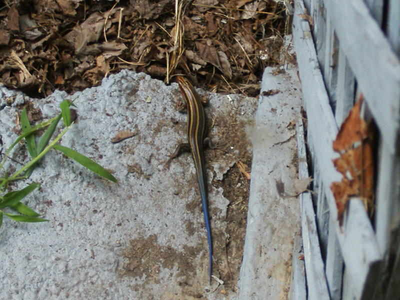 Francisco, IN: Blue tailed skink from Francisco IN
