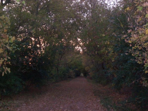 Eldorado, WI: a trail in eldorado