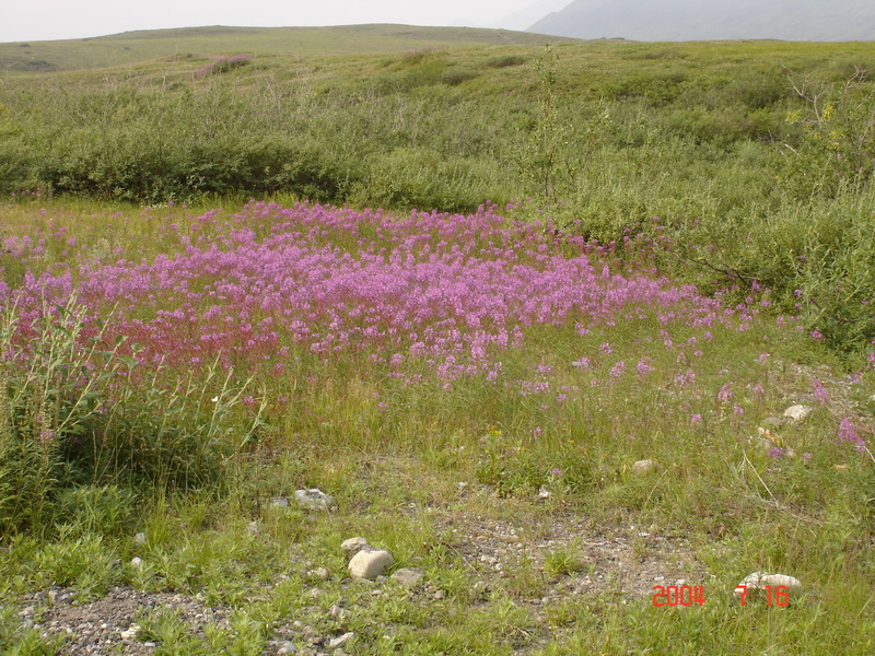 Anaktuvuk Pass, AK Flowers near the airport runway Anaktuvuk Pass