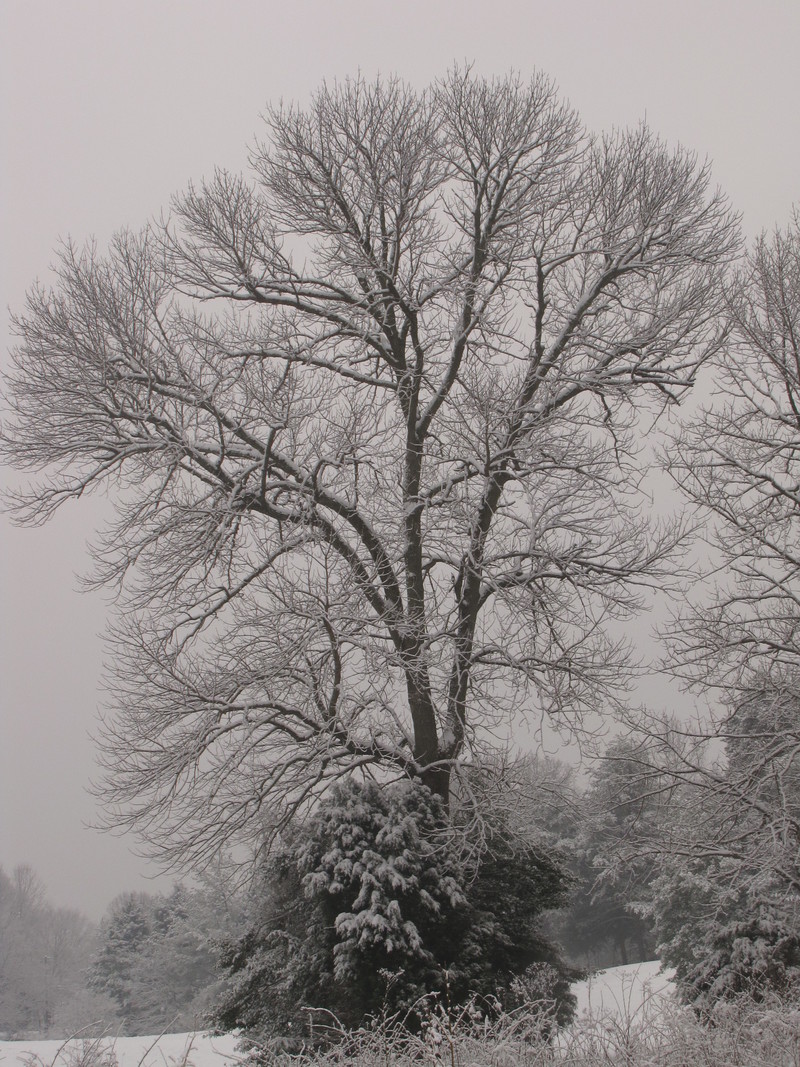 Aquia Harbour, VA: Tree at the driving range in snow