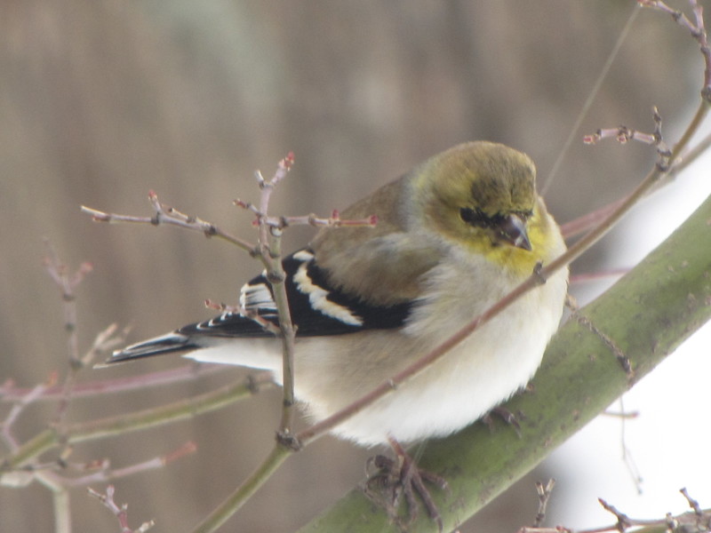 Aquia Harbour, VA: Bird in winter